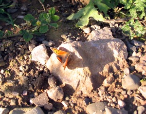 Small copper